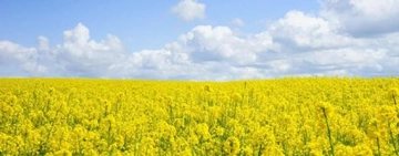 Hardal Tohumu Yağı Kullanımı ve Faydaları Nelerdir? Hardal Tohumu Yağı Kullanımı ve Faydaları Nelerdir?